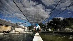 Setiap tahun, pengusaha Kuba Jose Martinez dan Joel Lupez membudidayakan 12 ton ikan nila di kolam mereka dengan menggunakan akuaponik. (YAMIL LAGE/AFP)