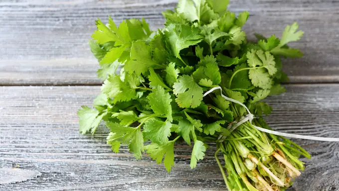 cilantro daun ketumbar