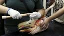 Dokter hewan dan penjaga kebun binatang mencoba memasangkan kaki palsu untuk flamingo, Brasil, Rabu (1/7/2015). Flamingo Chile dipasangi kaki palsu karena bagian bawah kaki kirinya yang mengalami patah tulang telah diamputasi. (REUTERS/Paulo Whitaker)