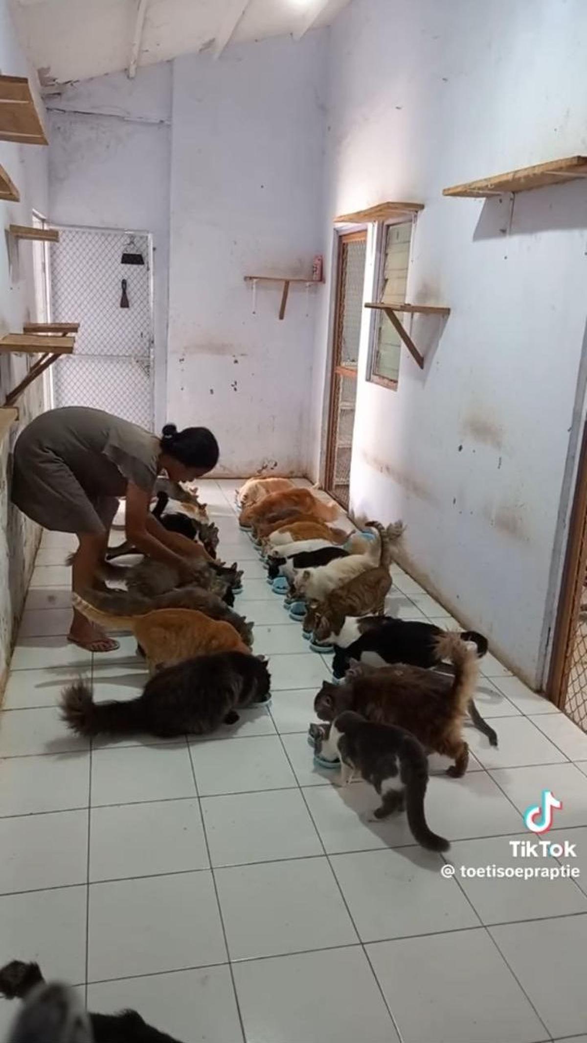 Saat ada yang belum menempati tempat yang disediakan dengan rapi, ia pun mengatur kucing-kucing ini.