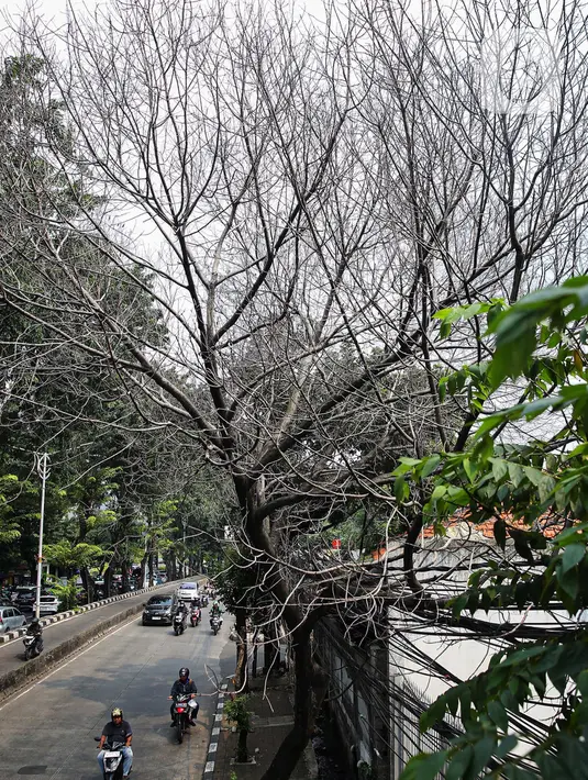 Namun, keberadaan pohon di ruang-ruang terbuka publik juga perlu mendapat pemeliharaan, perawatan, hingga perlindungan. (Liputan6.com/Angga Yuniar)