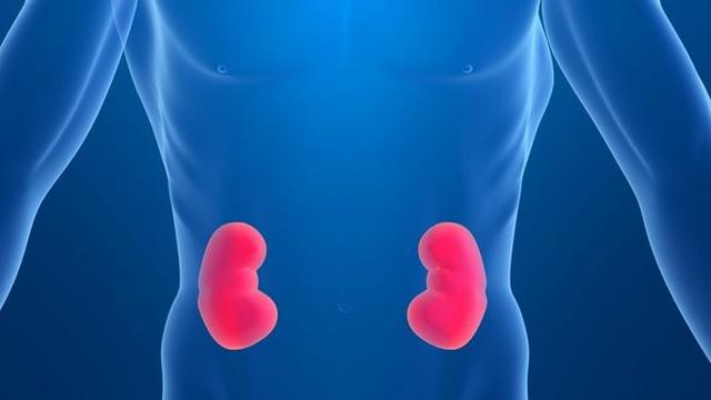 Ilustrasi ginjal. ©eheandme.com