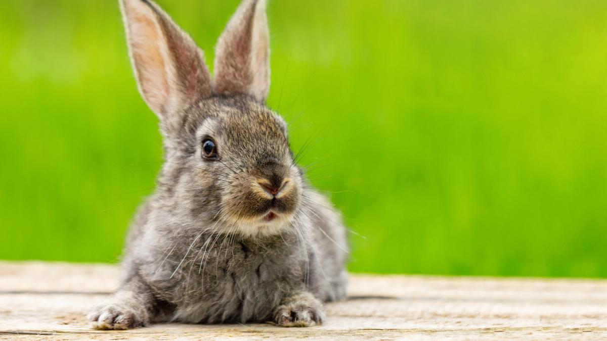 7 Best Low-Maintenance Pets for Busy People