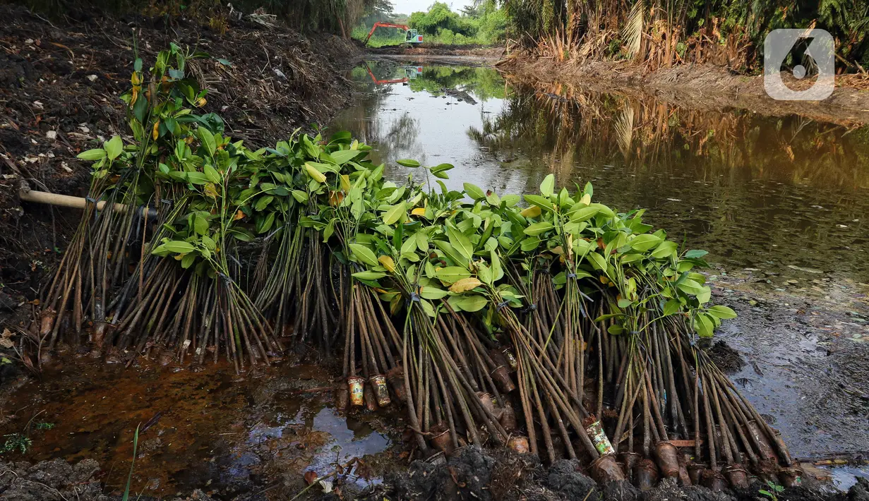 Sementara itu, mangrove sendiri memiliki banyak manfaat. Di antaranya mampu meredam gelombang besar termasuk tsunami. (Liputan6.com/Herman Zakharia)