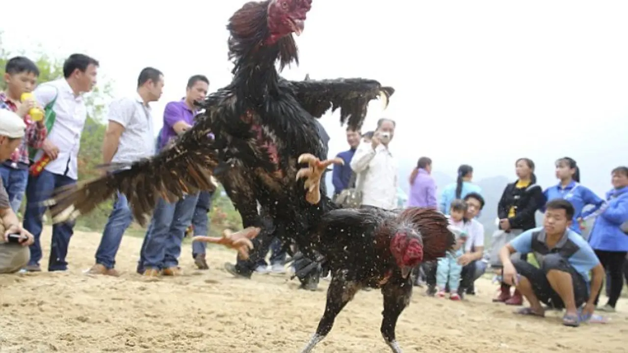 Sabung Ayam