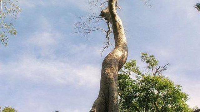 <div>3. Ta Prohm Temple: Nature