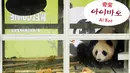 Panda bernama Aibao   berada dalam kandang saat acara penyambutan sepasang panda yang berasal dari Cina di Bandara Internasional Incheon, Korea Selatan , (3/3). (REUTERS / Ha Sa - hyun)