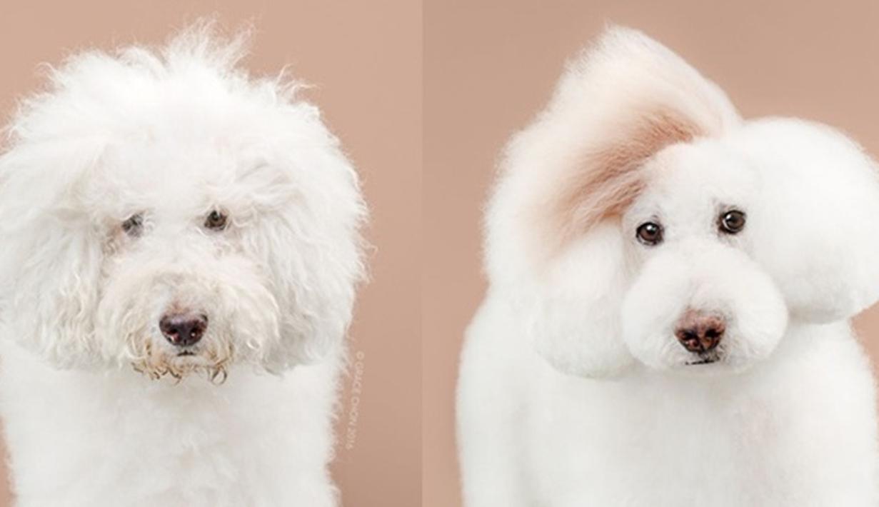  Potong  Rambut  Anjing  Ini Makin Cute Bikin Meleleh 