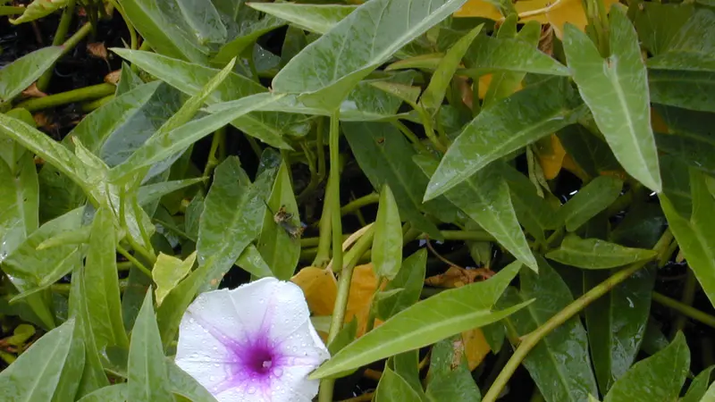 Cara Menanam Kangkung Hidroponik