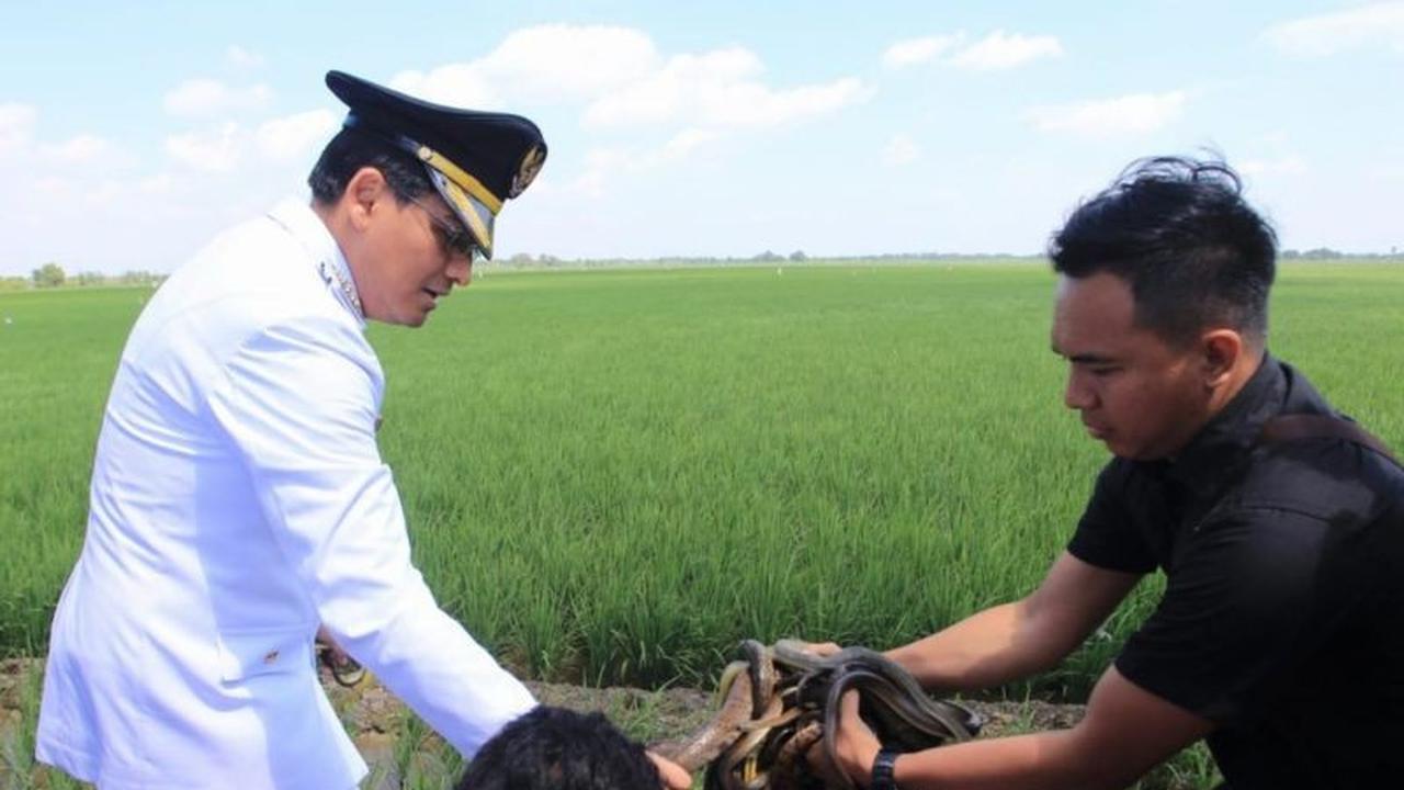 Tahukah Anda? Bupati Indramayu Targetkan 10 Ribu Ular Sahabat Petani Indramayu untuk Basmi Hama Tikus!