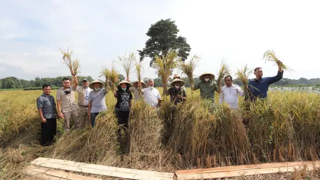 Panen raya padi sistem pertanian presisi di Puslitbang Diklat Agrinas, Cisaat Bekasi. (Ist)