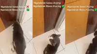 Viral momen labrak orang ajak kucing (Sumber: Twitter/kochengfs)