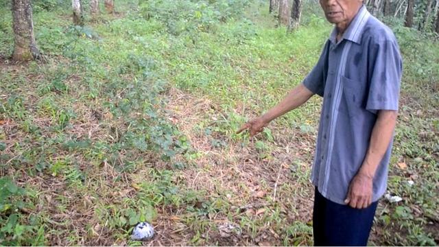 Saksi mata peristiwa 1965, Jumar, menunjukkan lokasi diduga kuburan massal PKI Tanah Kafi, Cipari, Cilacap, Jawa Tengah. (Foto: Liputan6.com/Muhamad Ridlo)