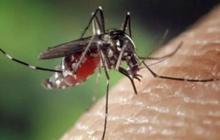 Waspada DBD Musim Hujan: Dinas Kesehatan Kendari Imbau Warga Tingkatkan Kewaspadaan