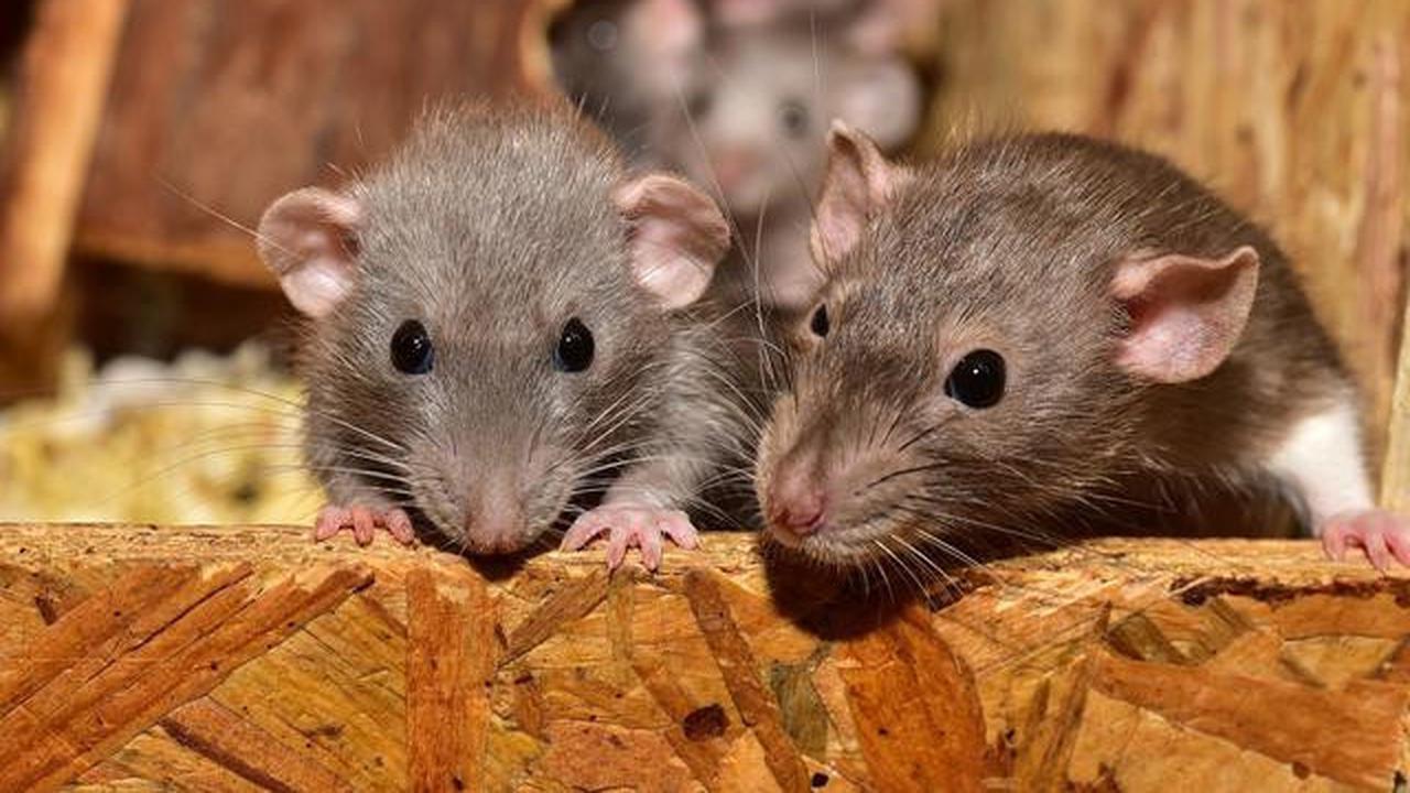7 Cara Mengatasi Tikus Got Masuk Rumah Saat Musim Hujan, Mudah Dilakukan dan Ampuh