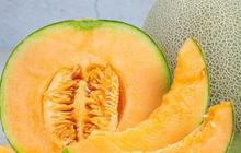 Mengunjungi Kebun Melon Organik di Bojonegoro, Gratis Makan Buah Sepuasnya