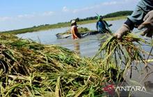 Bulog Karawang Serap Gabah 2.500 Ton Per Hari Sepanjang Januari 2026, Jaga Stabilitas Harga Petani