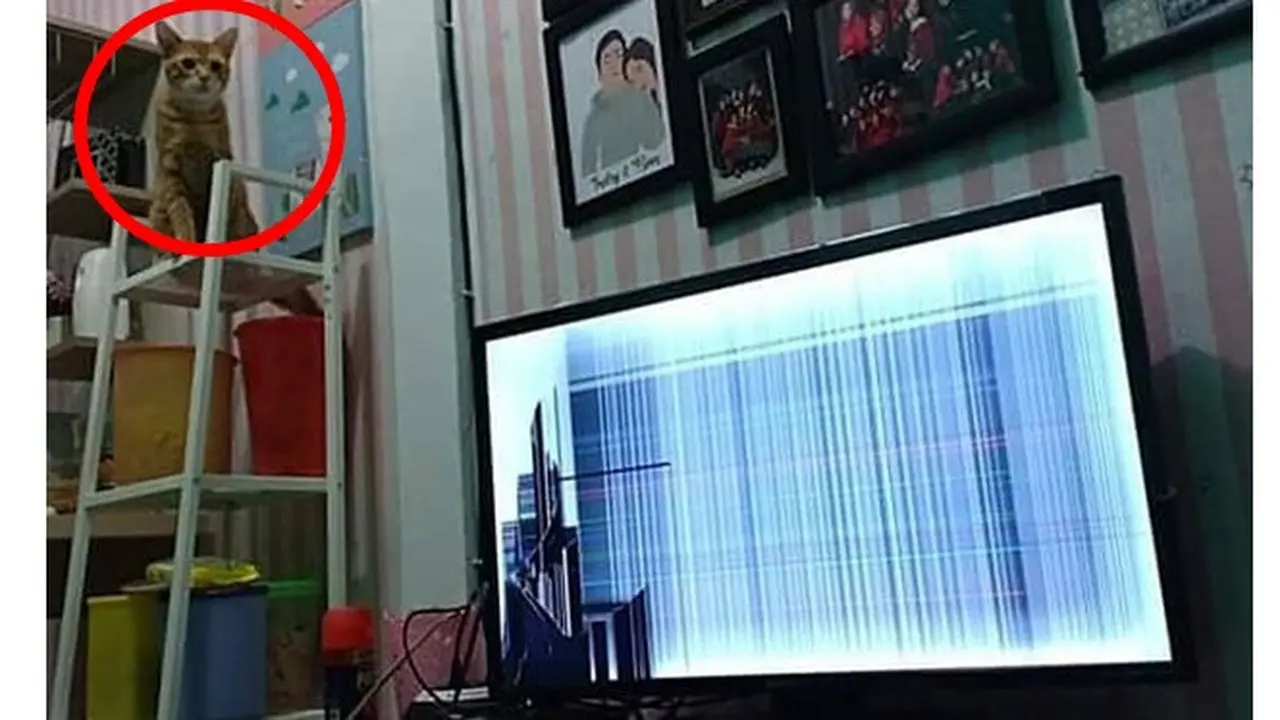 Potret 5 Kucing Oranye Rusak Barang Ini Bikin Geregetan