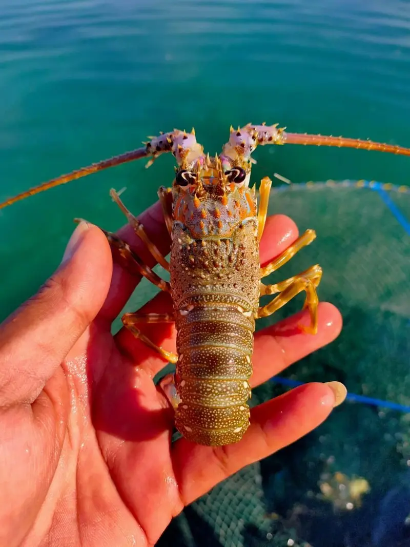 KKP berhasil membudidayakan lobster. (Dok KKP)