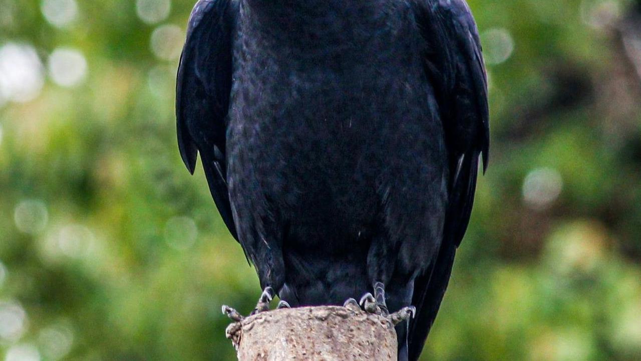 Benarkah Burung Gagak Pertanda Kematian, Ini Fakta Salah Kaprah tentang Si Burung Hitam
