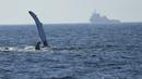 Mamalia laut tersebut mencari perairan hangat untuk berkembang biak dan melahirkan bayi mereka.  (AP Photo/Silvia Izquierdo)