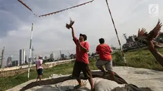 Warga berlatih burung dara kolong lapak tanggul di pesisir Banjir Kanal Barat, Petamburan, Tanah Abang, Jakarta, Rabu (27/2). Latihan yang digelar setiap sore ini diikuti sejumlah komunitas burung dara. (Liputan6.com/Fery Pradolo)