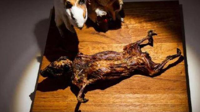 Museum Ini Abadikan Santapan Ekstrim, Berani Coba?