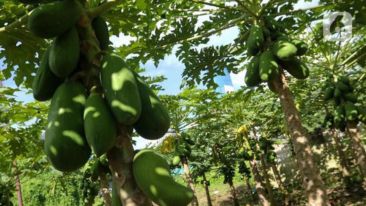 Pohon Buah untuk Rumah Cluster dengan Lahan Terbatas, Pilihan untuk yang Hobi Berkebun