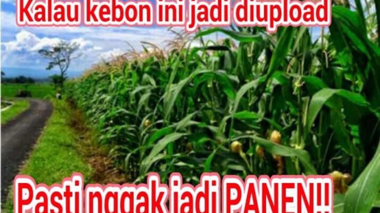 Meme-meme konyol sindir alayers rusak taman bunga Amarillys