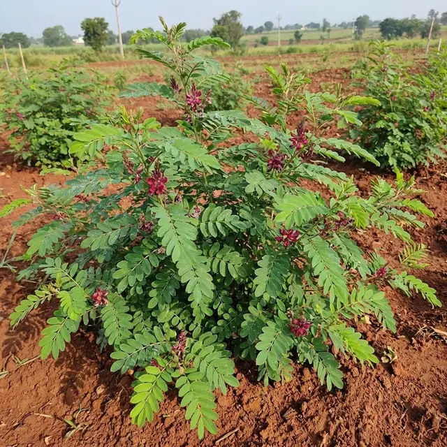 Budidaya Indigofera