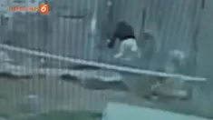 Pria nekat itu ia melakukan itu karena sedang dihinggapi rasa bahagia yang tiba-tiba datang.