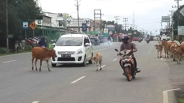 Berkeliaran di Jalan Raya, Sapi Ternak Warga Ogan Ilir akan Disita