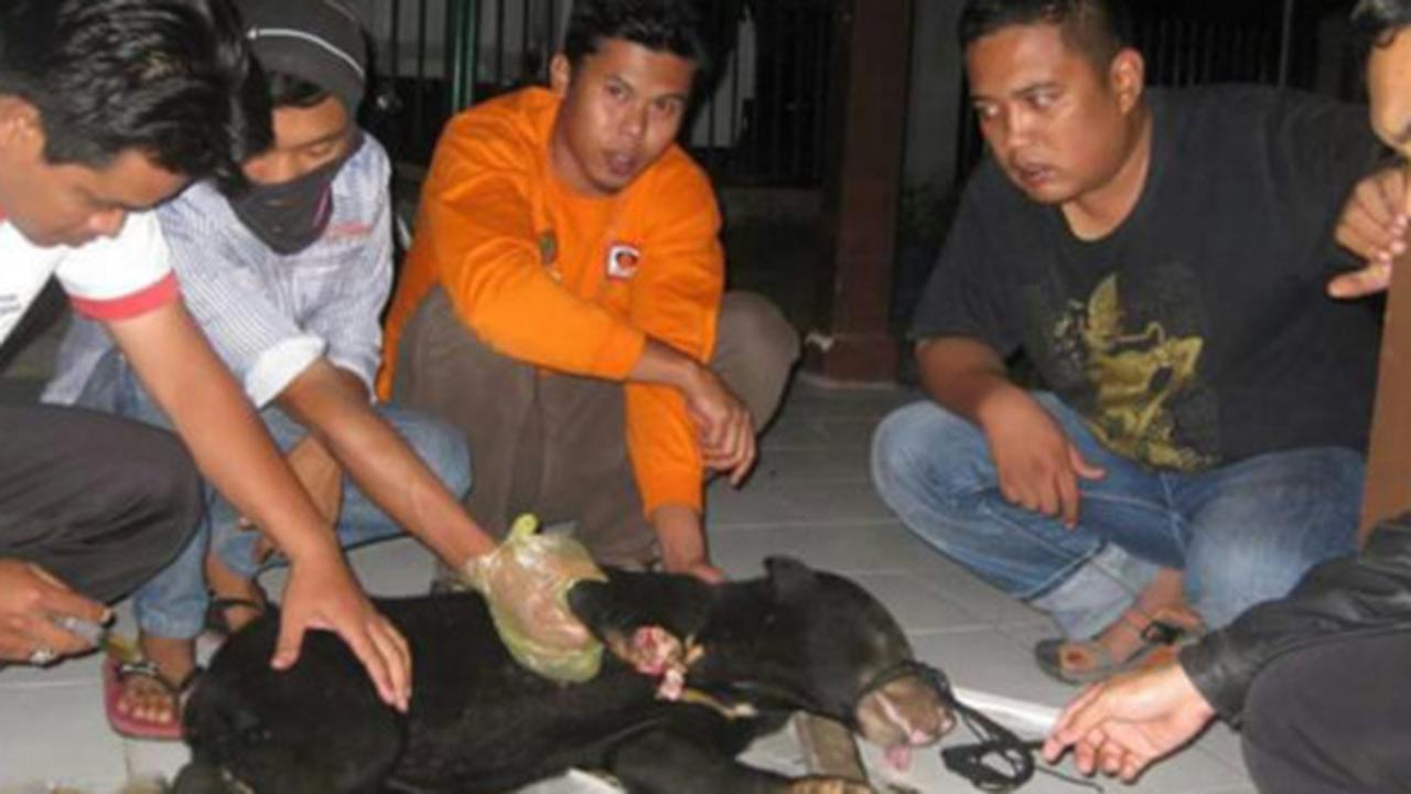 Unggah foto berburu beruang di Facebook, Julio dikecam aktivis satwa