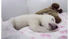 Beruang malang ini ditinggalkan ibunya yang depresi karena kehilangan anak beruang yang lain saat dilahirkan.