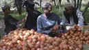 Pekerja menyortir buah delima yang dipanen di desa Mazara di distrik Arghandab, Kandahar (5/10/20210). Banyak warga Afghanistan yang membudidayakan buah ini sebagai mata pencarian utama. (AFP/ Javed Tanveer)