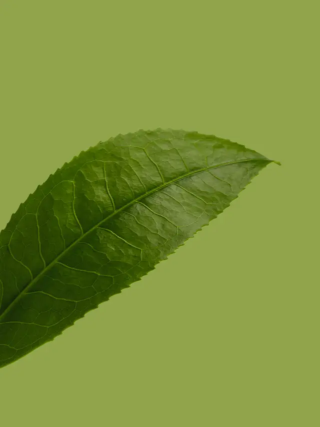 daun kemangi