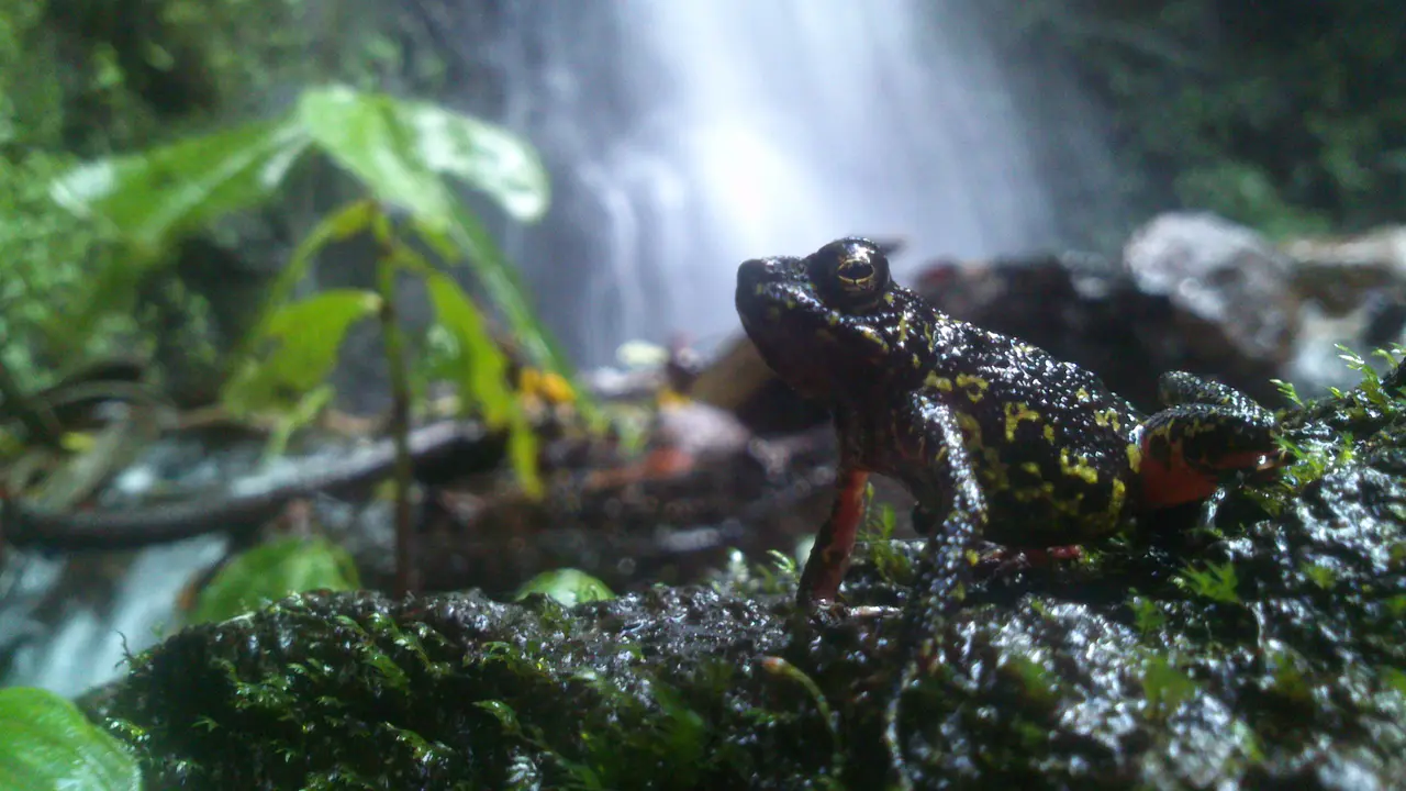 Katak Merah
