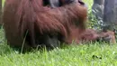 Orangutan bernama Ozon mengisap rokok di dalam kandangnya di Kebun Binatang Bandung, 4 Maret 2018. Sejumlah media internasional menyoroti kondisi bonbin Bandung setelah video aksi orangutan merokok itu viral. (Handout/Indonesia Animal Welfare Society/AFP)