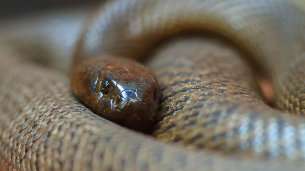 10. INLAND TAIPAN