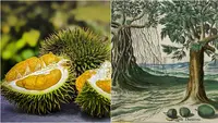Keistimewaan durian tercatat dalam naskah kuno 430 tahun yang lalu menurut Asosiasi Kartografi Melaka. (Sumber: Pixabay/truthseeker08 / Facebook/Persatuan Kartografi Melaka)