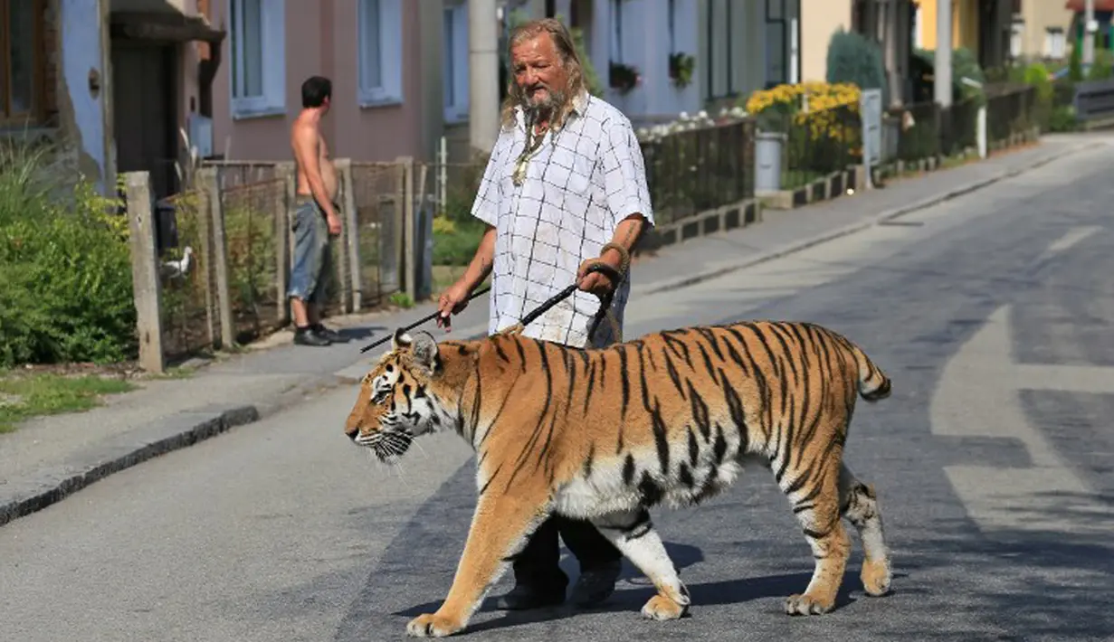 Pemilik dan pelatih hewan sirkus, Jaromir Joo saat mengajak harimaunya yang bernama Taiga berjalan-jalan di Letovice, Republik Ceko, 30 Agustus 2015. (AFP PHOTO/Radek MICA)