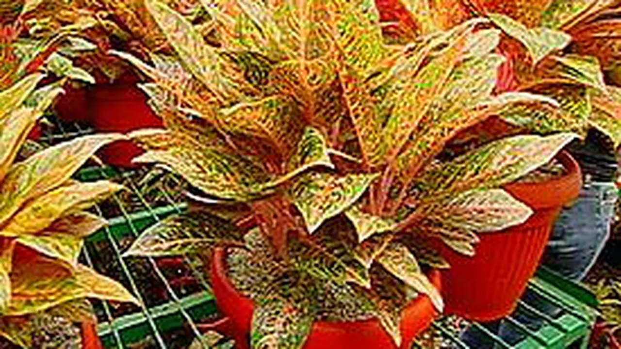 100606busaha_tanaman.jpg