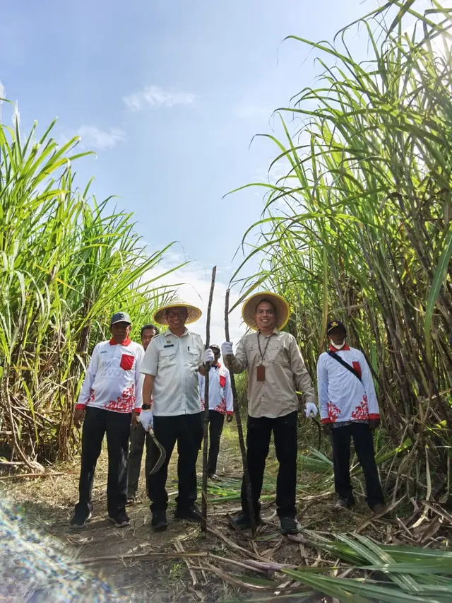 Panen Raya Tebu di Provinsi DI Yogyakarta.