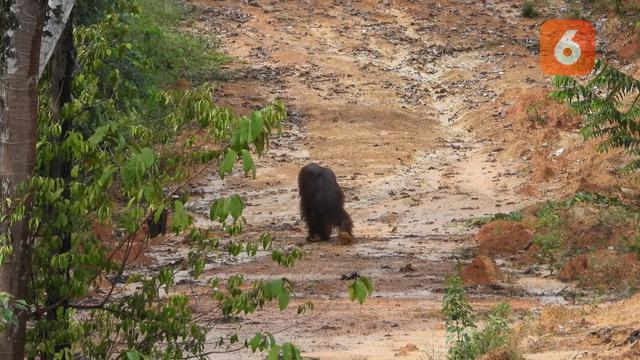 Orang utan melintasi jalan tambang