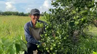 Program Bertani Tanpa Bakar dan Tanpa Kimia di Kalimantan Tengah.&nbsp; foto: istimewa
