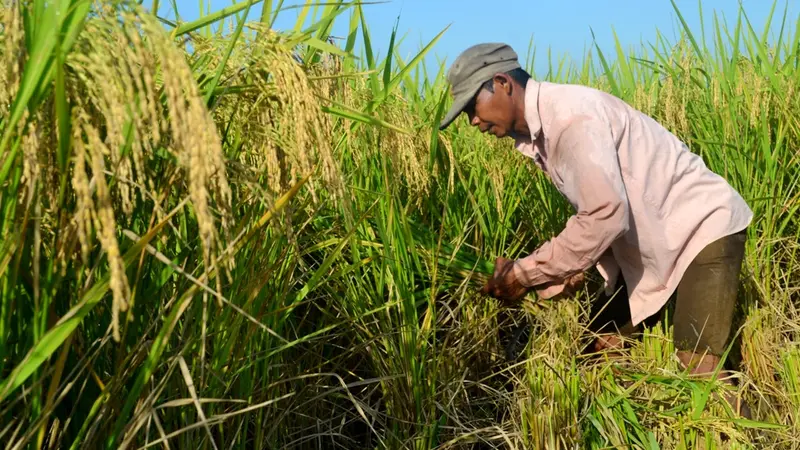 Petani di sejumlah daerah di Jawa Tengah mulai panen raya masa tanam pertama (MT 1) 2018. (Foto: Liputan6.com/Muhamad Ridlo)