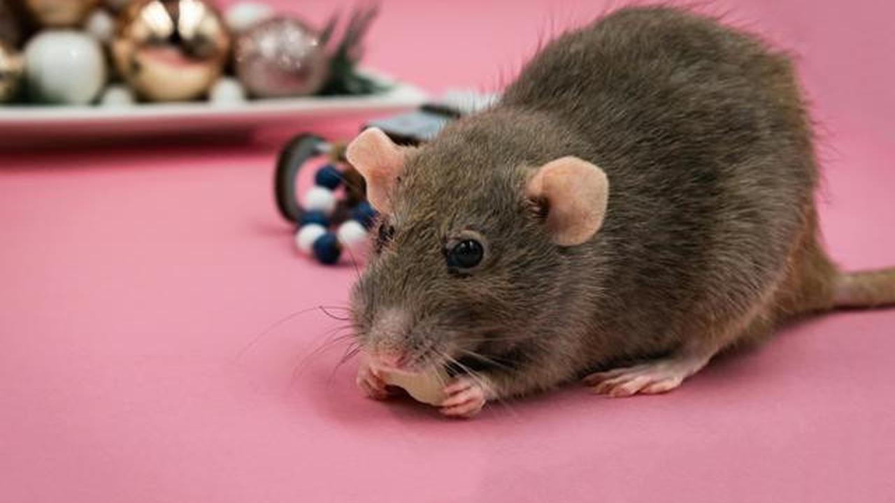 Ilustrasi Tikus