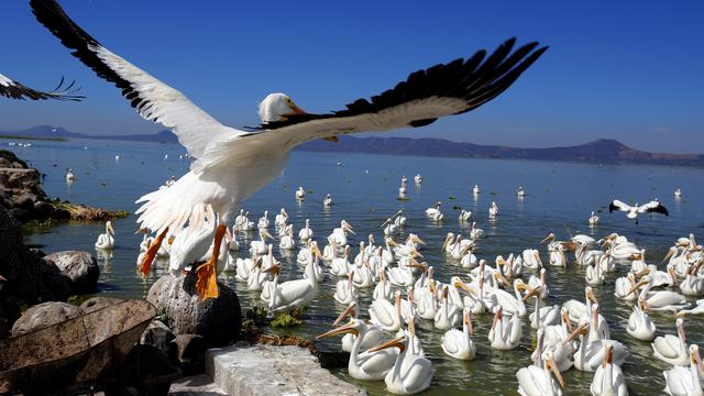Migrasi Ribuan Pelikan di Meksiko