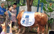 AHY Kurban Sapi Seberat 1,2 Ton, Disembelih di Kantor DPP Demokrat