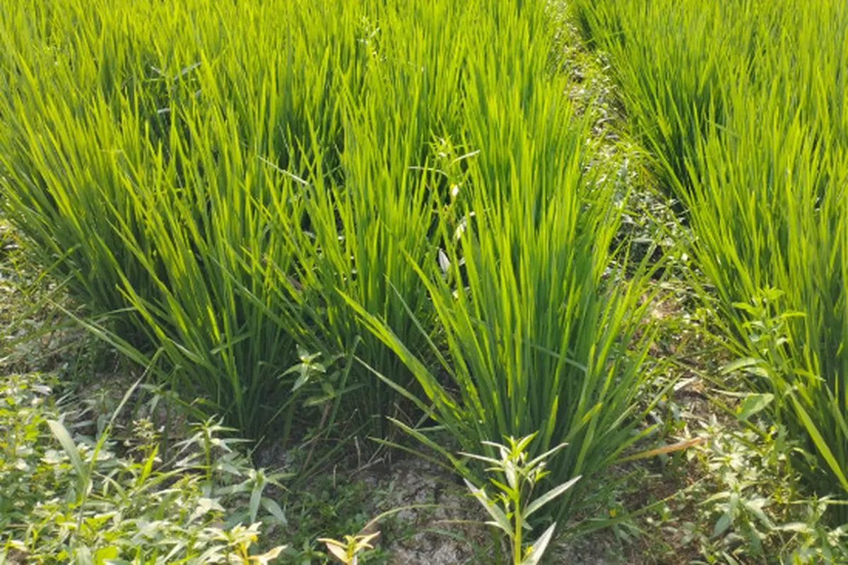 Ratusan Hektare Sawah di Karawang Mengering